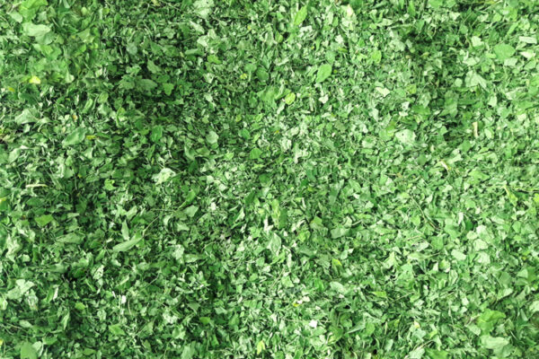 Moringa Dried Leaves